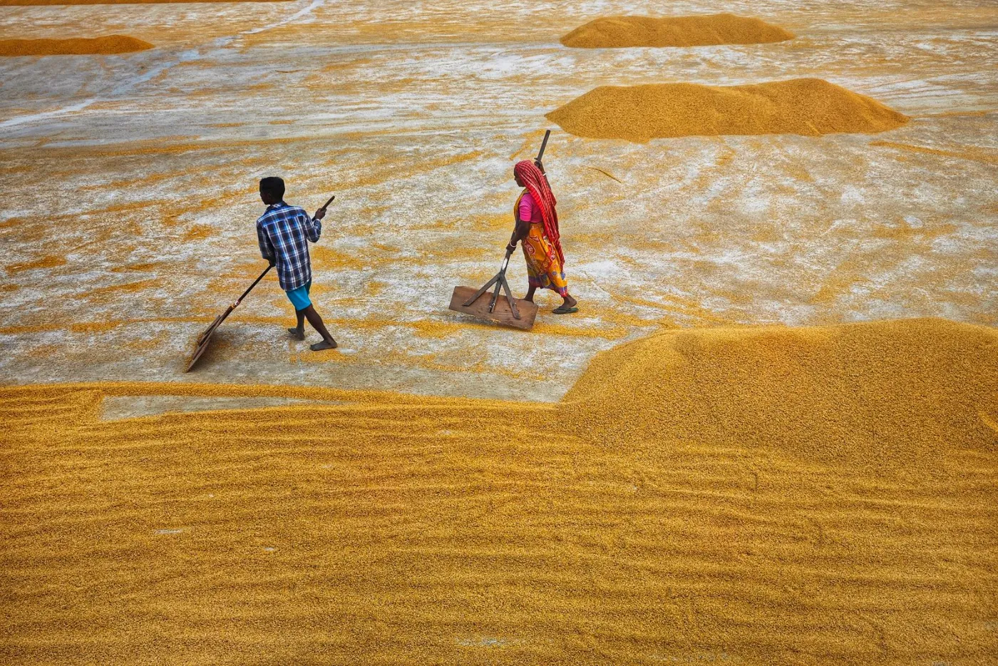 Workers raking paddy out to dry across a wide yard