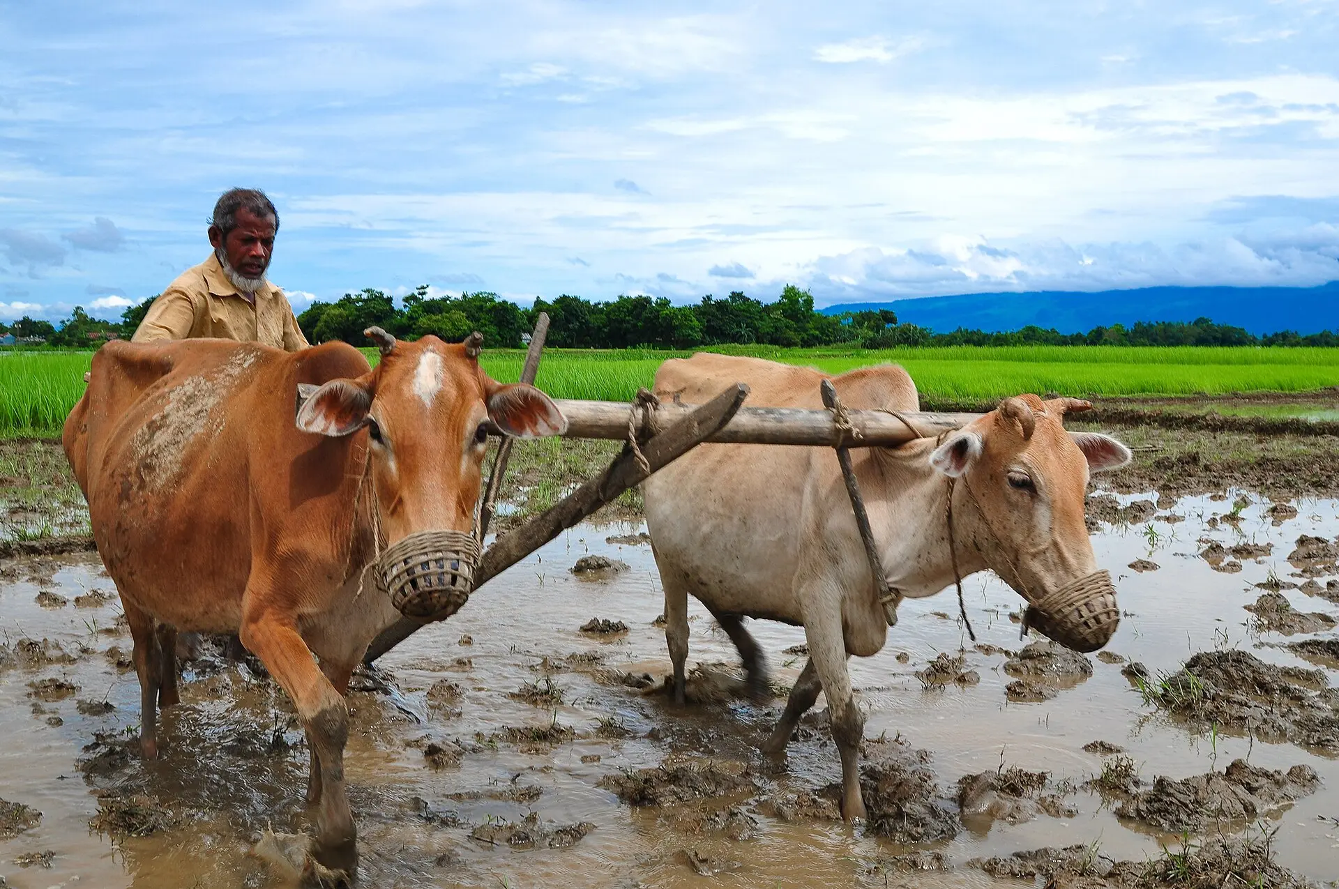 A farmer ploughing a flooded paddy field with a pair of oxen