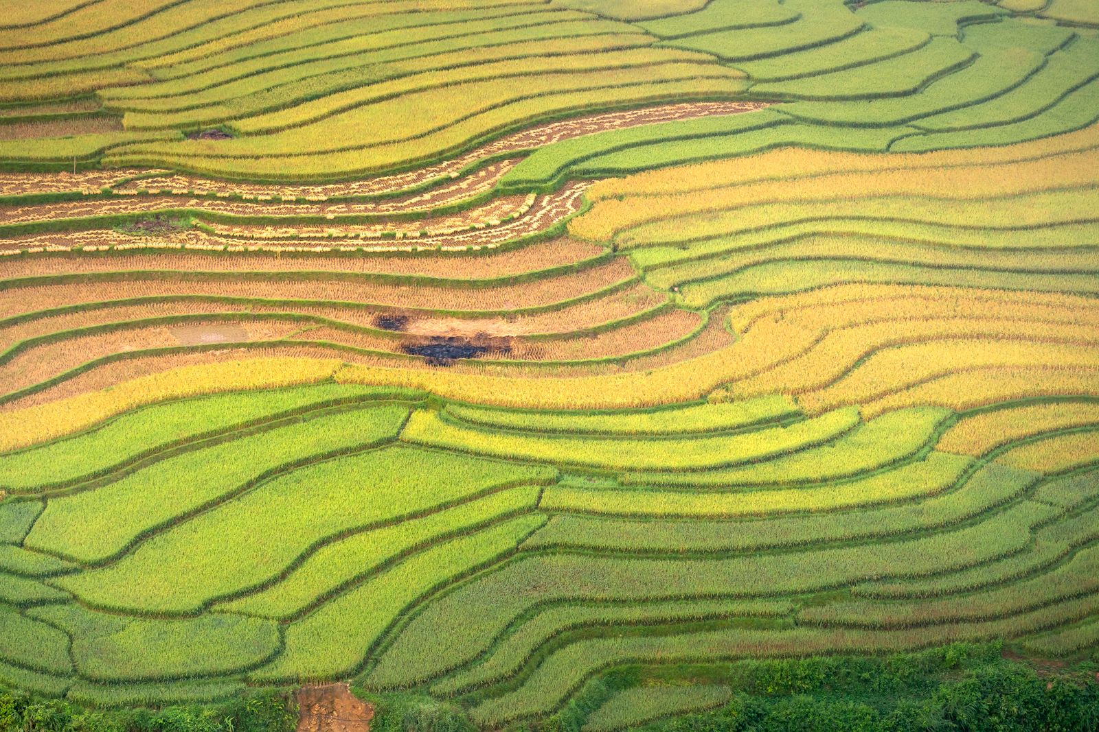 Aerial view of golden and green rice terraces