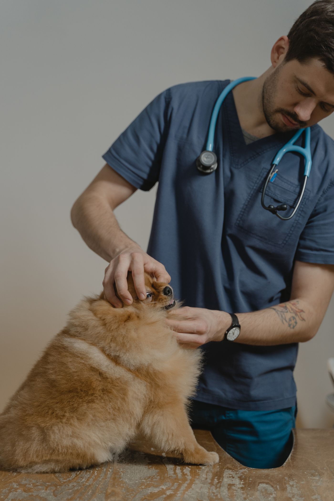 A veterinarian gently examining a small dog